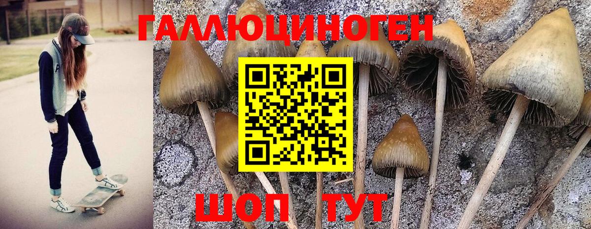 Псилоцибиновые грибы Psilocybine cubensis Краснокамск